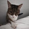 elpirataoligarca's profile picture