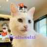 Profilbild von 猫南瓜(ㆁᴗㆁ✿)