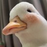🇹🇼里根归来,看黄俄孝子倒台,中华民国复归(嘲讽支黑)'s profile picture