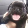 frango's profile picture