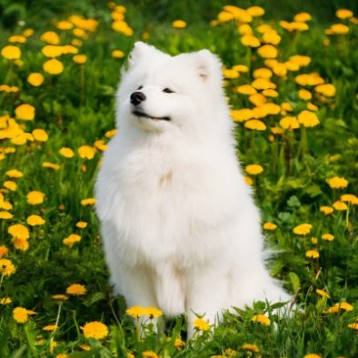 denji9326's profile picture