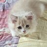 アト profil fotoğrafı