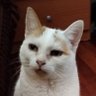 Shinealight's profile picture