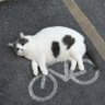 orangecat's profile picture