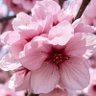 FlorryAnn✨ profil fotoğrafı