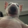 Profilbild von BaDDoG
