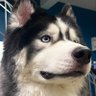 Musky's profile picture