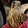 صقر 🦅 的头像