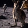 Фото профиля moonaroo