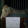 cavalo maligno aterrorizante's profile picture