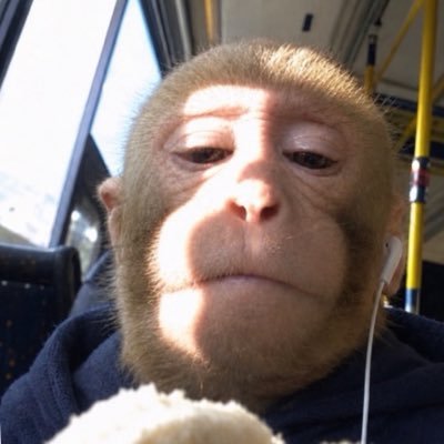 katia 🐒's profile picture
