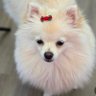 LULÚ 🐩 🐴 profil fotoğrafı
