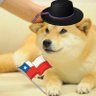 Profilbild von RandoM_Dog 🇨🇱