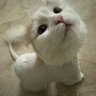 شـوق's profile picture