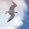 Taner Yiğit profil fotoğrafı