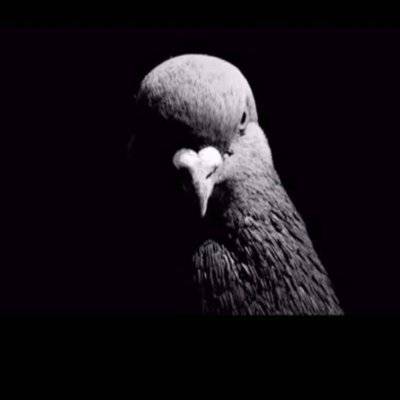 SibiLFC's profile picture