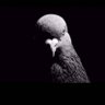 S's profile picture