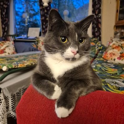 Pusikatt🐱🍉😜's profile picture