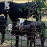 Cows Go Moos's profile picture