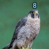 Halcón 8 profil fotoğrafı