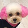 🌸桜驀進王🌸's profile picture