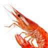 SammyTheShrimp's profile picture