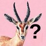 Фото профиля Curious Gazelle