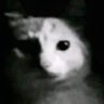 Profilbild von john masquerade