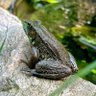 Фото профиля croc2