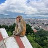 Puskar profil fotoğrafı