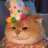 Frustrated Cat's profile picture