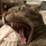 Profilbild von B_Clark_Zilla