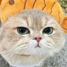 taketake's profile picture