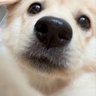 Sja profil fotoğrafı