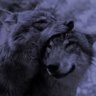 ܟܘܠܝܢ's profile picture