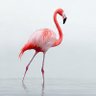 Profilbild von 🦩Flamingo