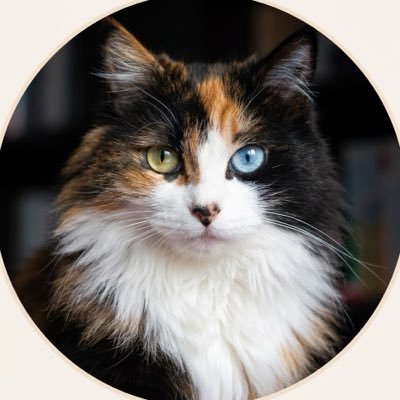 CatFunnyFan's profile picture