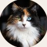 Cat Fan's profile picture