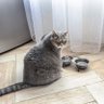 feedmycat 的头像