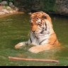tj 🐈‍⬛🍉's profile picture