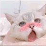 超级厉害的小钢炮's profile picture