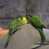 💚🦜❤️✝️🅹🅰🅼🅸🅴✝️🌈🦜🌈 的头像