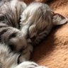Фото профиля そば処大むら ペタコンちゃんねる˙˚.