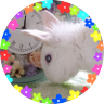 文_ふみ🐰_ADHD_エンジニア🐣_障害者雇用's profile picture