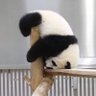 Profilbild von ぽんこつ狂っぽ。