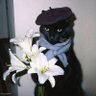 Willow nere's profile picture