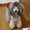 みいしゃ profil fotoğrafı
