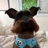 fabricio 🦕 的头像