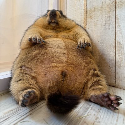 OUOUpetipeti's profile picture