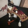 SULTAN CUDİ's profile picture